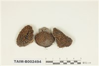 藏品(紫萼苔屬)的圖片